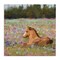 Stupell Industries Foal Horse Lounging Flower Meadow Canvas Wall Art
